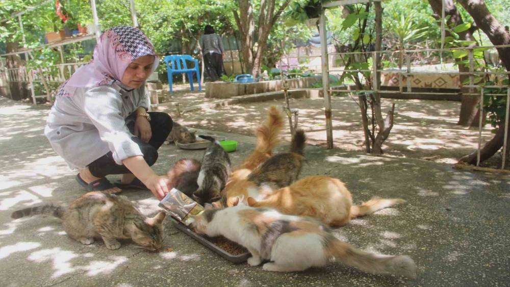 Evini sokak kedilerine açtı, sokak hayvanlarının annesi oldu
