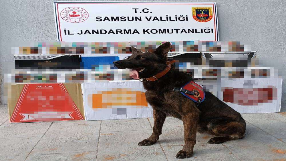 Samsun’da jandarmadan kaçak makaron operasyonu
