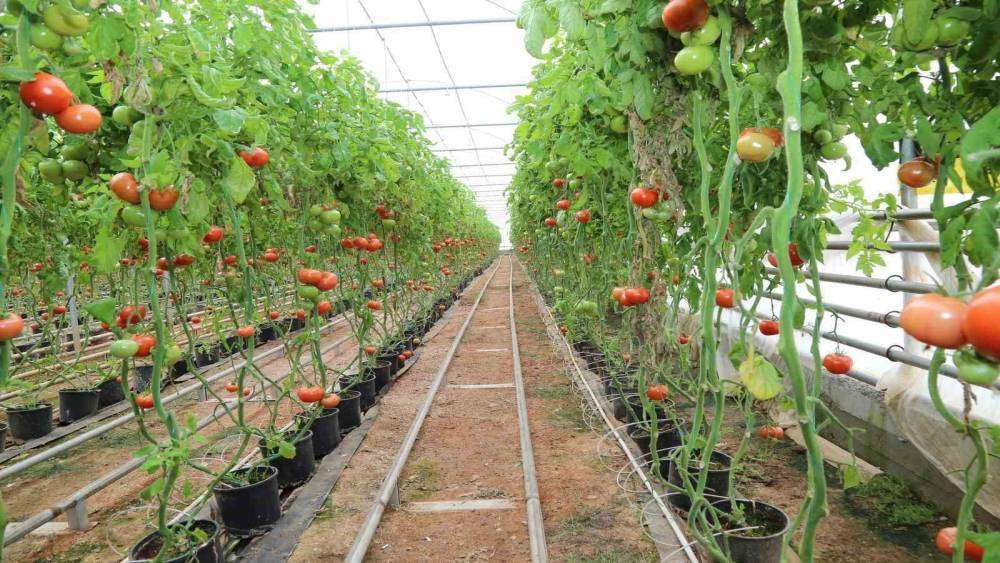 Tarımda “jeotermal