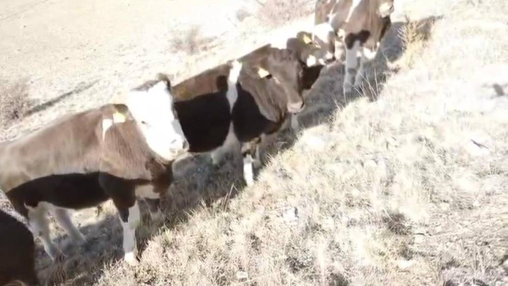 Firar eden inekleri jandarma ekipleri buldu
