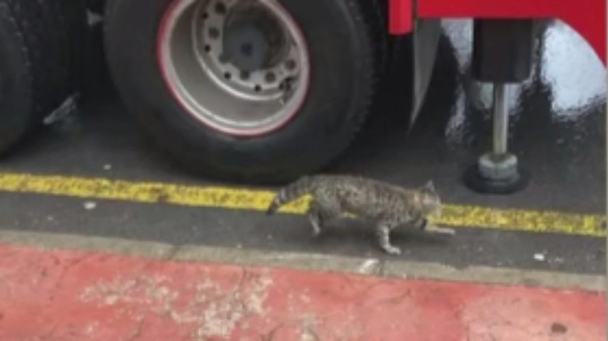 AĞACIN TEPESİNDEKİ KEDİYİ İTFAİYE KURTARDI 