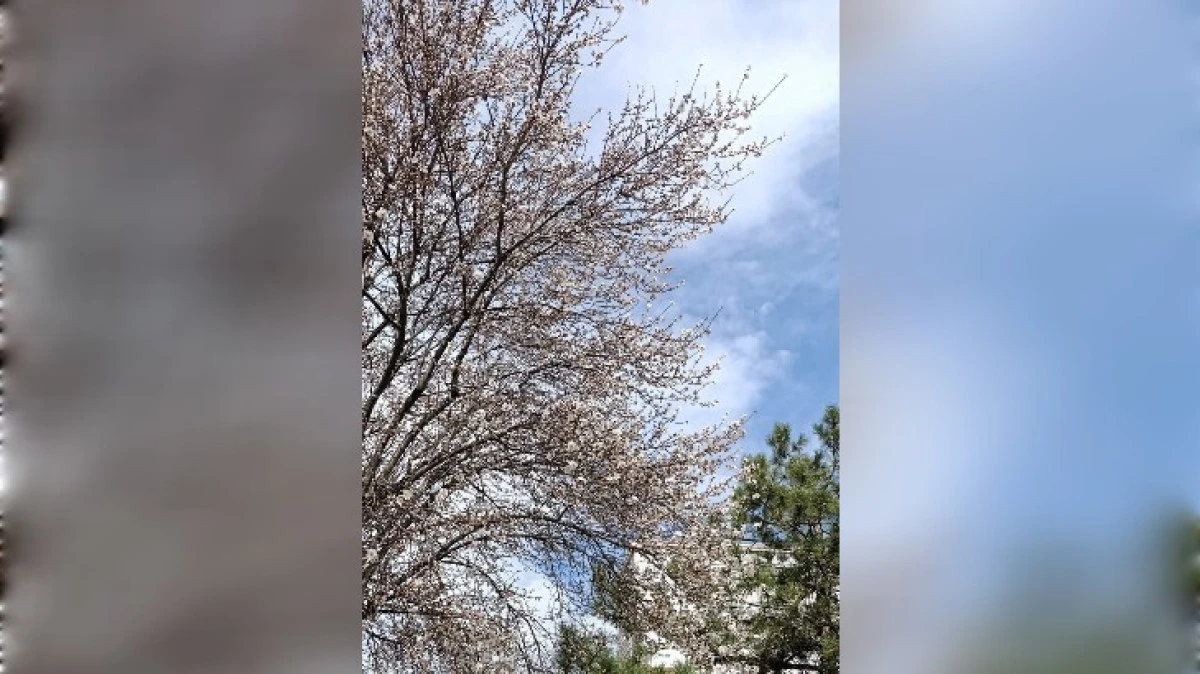 AĞA&Ccedil;LAR &Ccedil;İ&Ccedil;EK A&Ccedil;TI AMA PERŞEMBE KAR BEKLENİYOR 