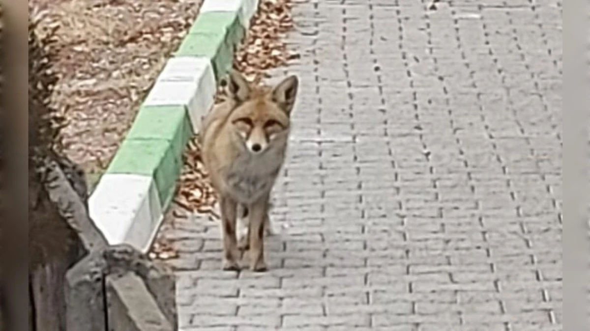 BUDA FOTOJENİK TİLKİ