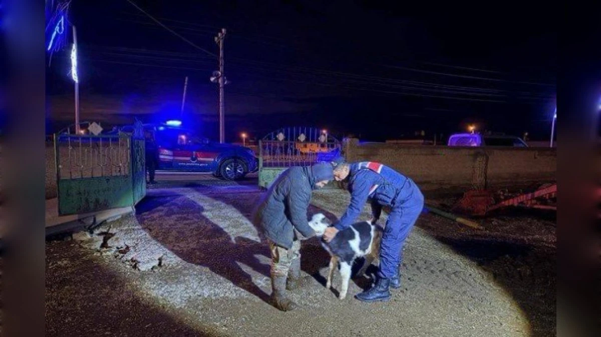 &Ccedil;ALINAN İNEĞİ JANDARMA BULDU 