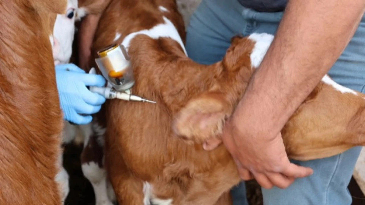 İLKBAHAR D&Ouml;NEMİ ŞAP AŞILAMALARİ BAŞLADI 