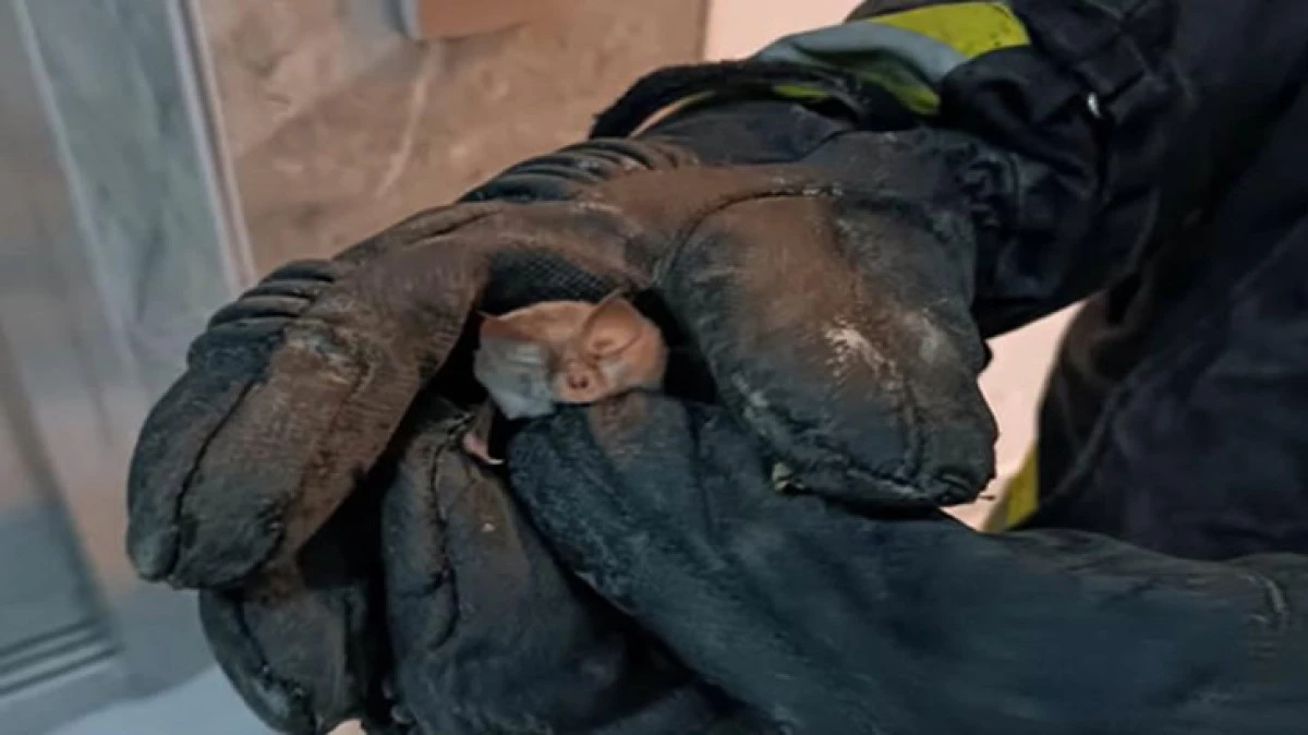 İTFAİYE'DEN YARASA OPERASYONU