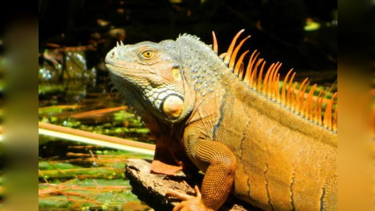 JANDARMADAN İGUANA BASKINI 