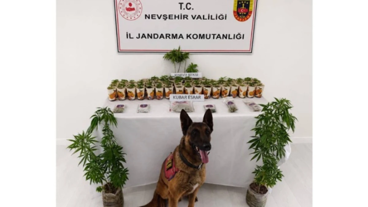 JANDARMADAN KENEVİR BASKINI 