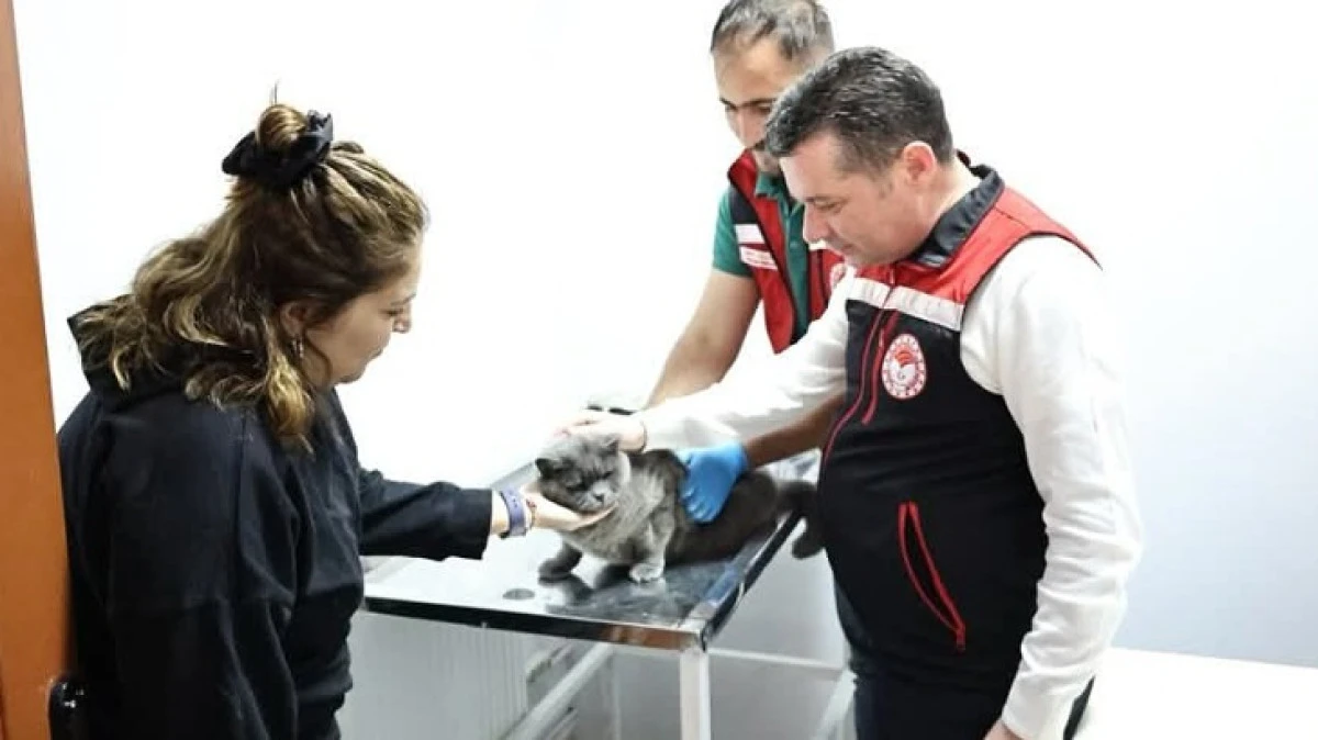 KEDİ VE K&Ouml;PEKLERE &Ccedil;İP TAKMA İŞLEMİ S&Uuml;R&Uuml;YOR 