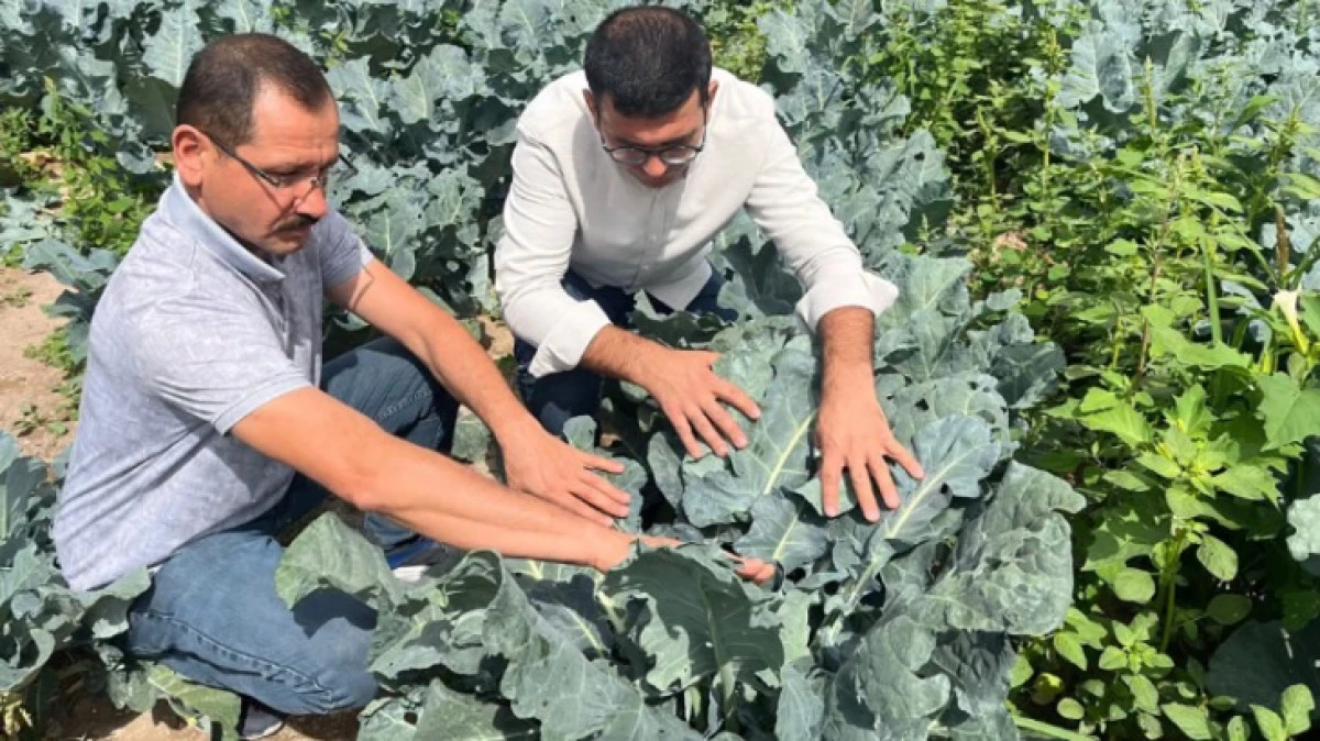 NEVŞEHİR'DE BROKOLİ HASADI BAŞLADI 