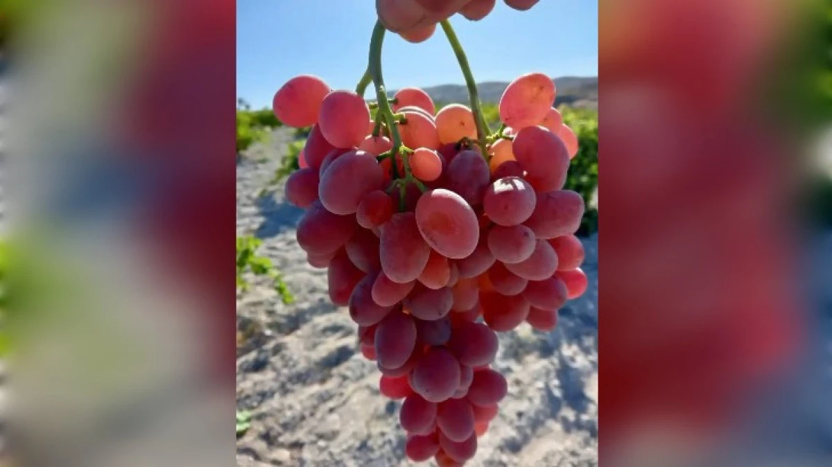 NEVŞEHİR'İN ÜZÜMLERİ PARMAK ISIRTIYOR 