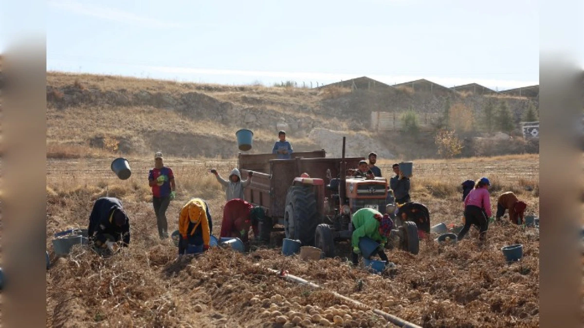 PATATES SİĞİLİNE KARŞI DENEMELER YAPILIYOR 