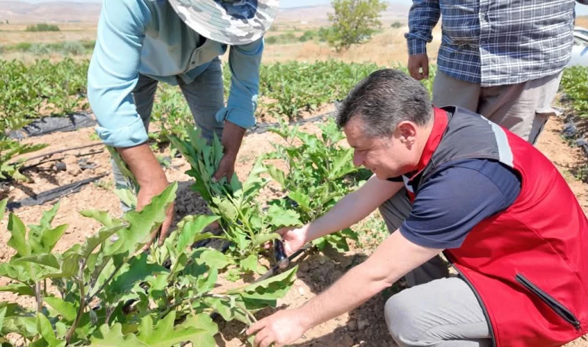 SEBZE &Uuml;RETİM ALANLARI SIKI KONTROL EDİLİYOR 
