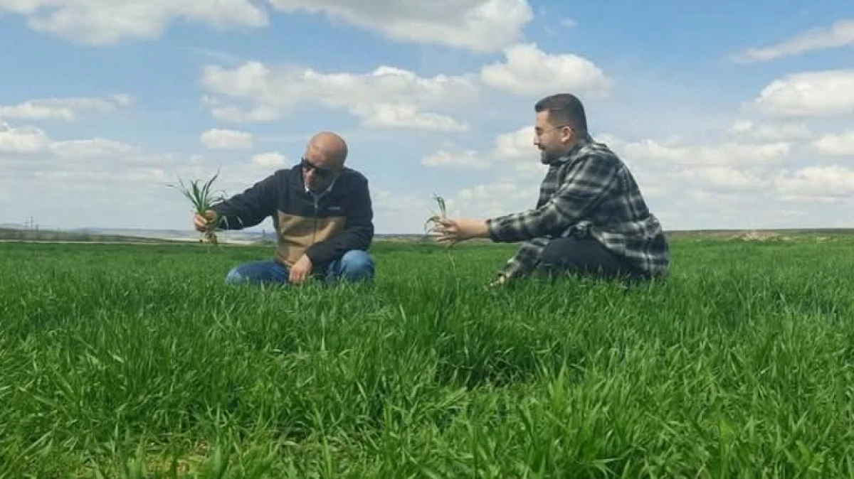 TARLALARDA FENOLOJİK KONTROLLER BAŞLADI 