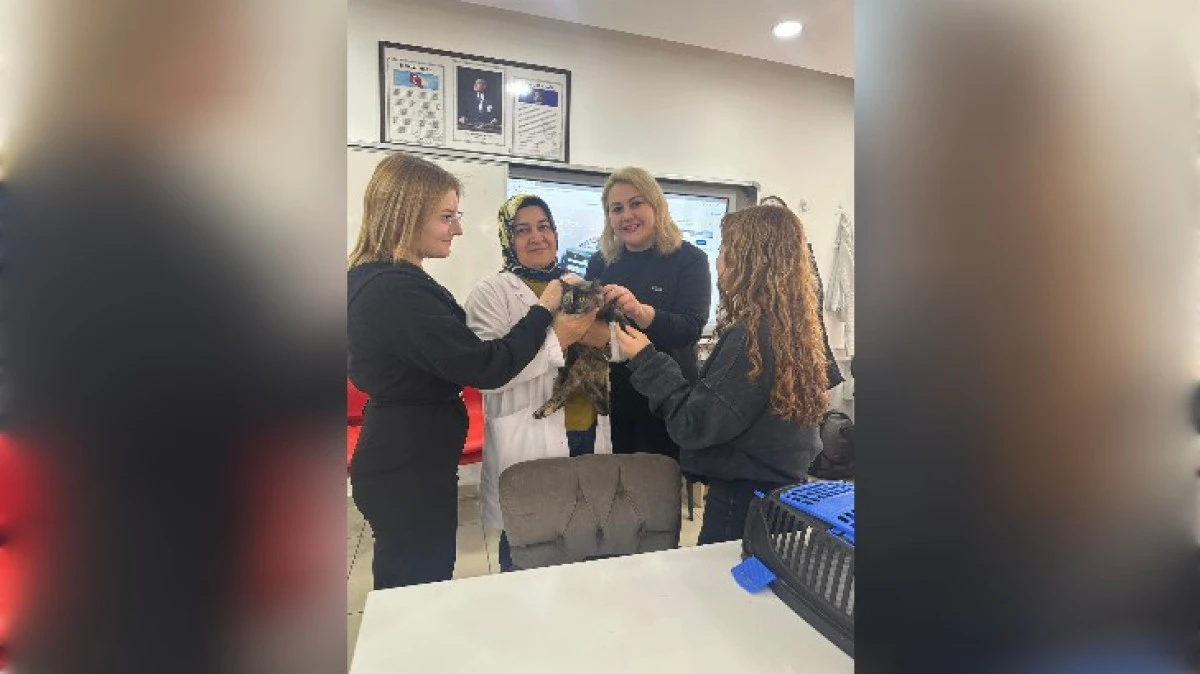 YARALI KEDİYİ KURTARDILAR 